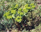 Euphorbia helioscopia, Euphorbe réveille-matin