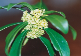 Daphne laureola, Daphné lauréole