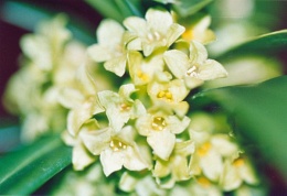Daphne laureola, Daphné lauréole