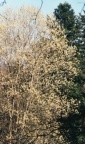 Salix caprea