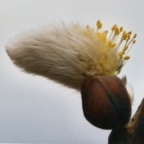 Salix caprea