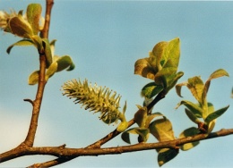 Salix caprea