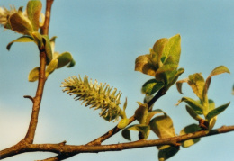 Salix caprea