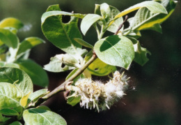 Salix caprea