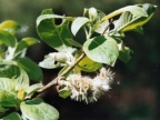 Salix caprea