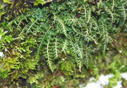 Asplenium fontanum