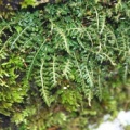 20010301_les-bois_la-chaux-d-abel_asplenium_fontanum.jpg
