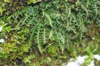 Asplenium fontanum