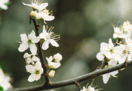 Prunus spinosa, Épine noire