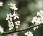 Prunus spinosa, Épine noire