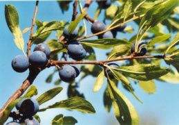 Prunus spinosa, Épine noire