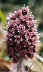 Petasites hybridus, Pétasite hybride