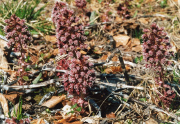 Petasites hybridus, Pétasite hybride