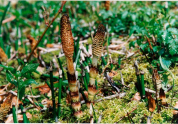 Equisetum telmateia, Prêle géante