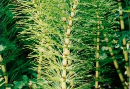 Equisetum telmateia, Prêle géante