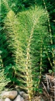 Equisetum telmateia, Prêle géante