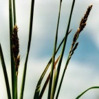 Carex paniculata