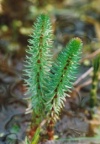 Hippuris vulgaris, Pesse vulgaire