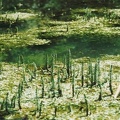 20010400_les-bois_biaufond_la-ronde_hippuris_vulgaris.jpg