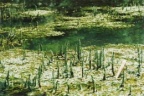 Hippuris vulgaris, Pesse vulgaire