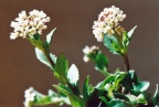 Thlaspi arvense