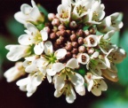 Thlaspi arvense