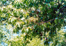 Prunus avium, Cerisier sauvage