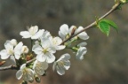 Prunus avium, Cerisier sauvage