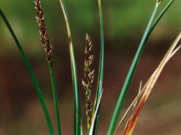 Carex paniculata