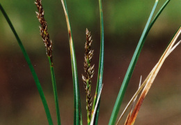 Carex paniculata