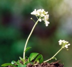 Thlaspi montanum