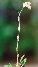 Thlaspi montanum