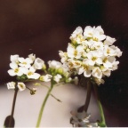 Thlaspi montanum