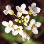 Thlaspi montanum