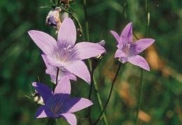 Campanula patula, Campanule étalée