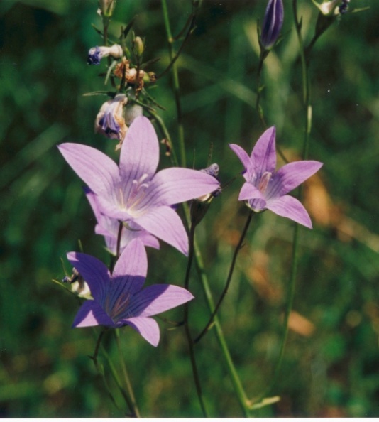 20010500_bassecourt_campanula_patula_01.jpg