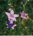 Campanula patula, Campanule étalée