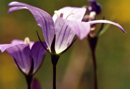 Campanula patula, Campanule étalée