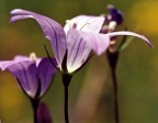 Campanula patula, Campanule étalée