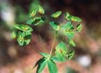 Euphorbia dulcis, Euphorbe douce