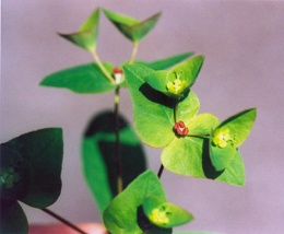 Euphorbia dulcis, Euphorbe douce