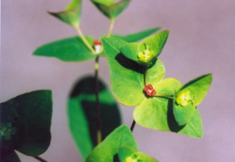 Euphorbia dulcis, Euphorbe douce