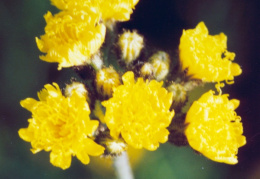 Hieracium caespitosum, Épervière gazonnante