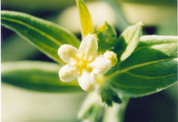 Lithospermum officinale, Grémil officinal