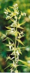 Lithospermum officinale, Grémil officinal