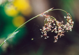 Luzula sylvatica, Luzule des forêts