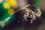 Luzula sylvatica, Luzule des forêts