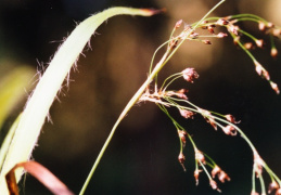 Luzula sylvatica, Luzule des forêts