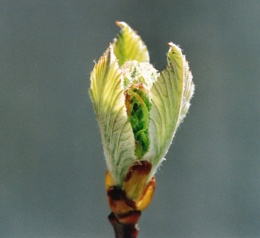 Sorbus aria, Alisier blanc