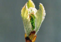 Sorbus aria, Alisier blanc